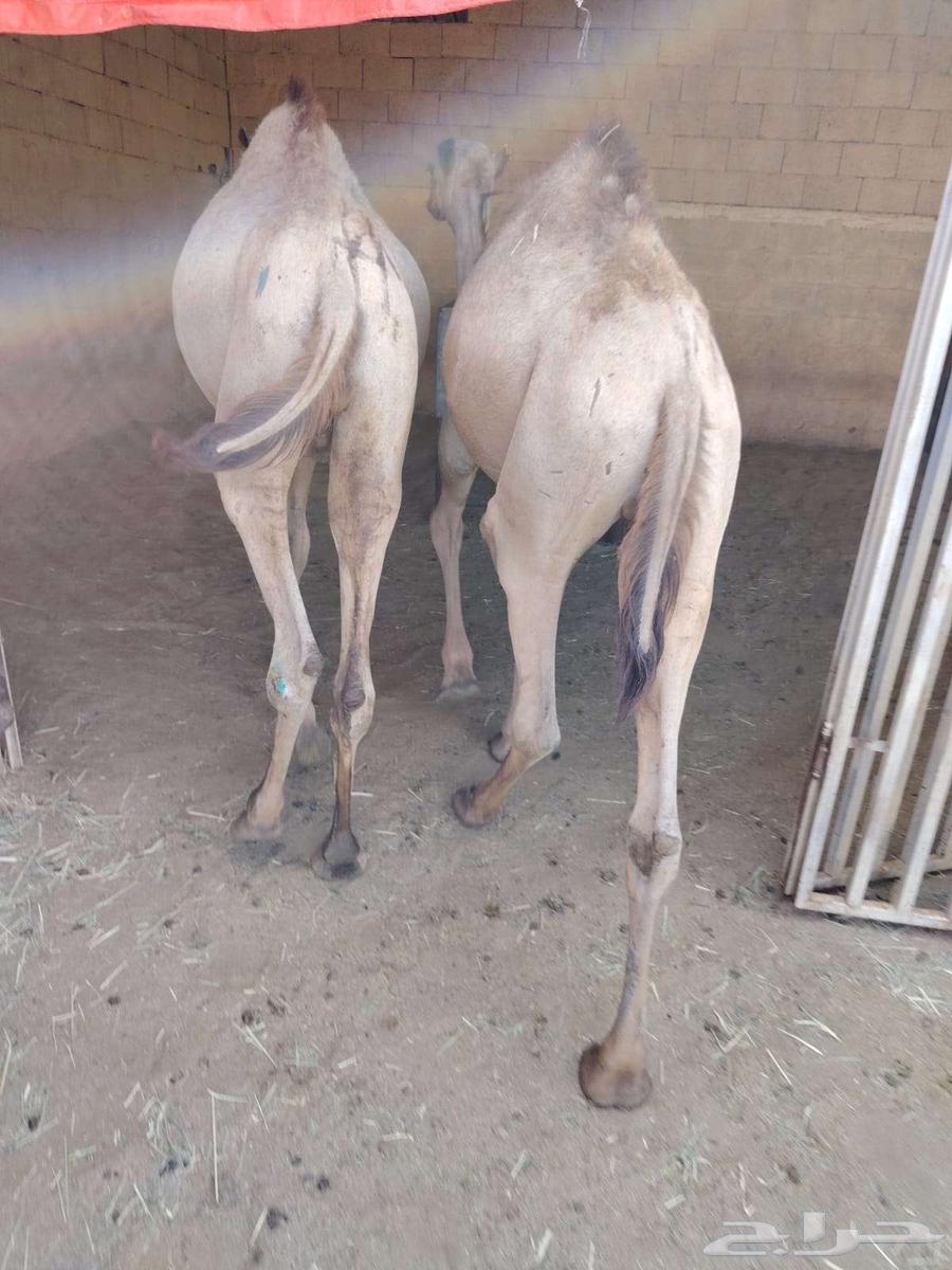 قعدان مرابي شي فاخر يبيض الوجه للمناسبات الزواج و الولائم63680906766851110