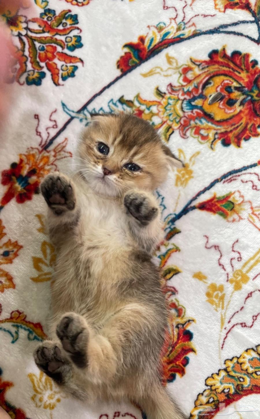 كيتن سكوتش للبيع63678205526530110