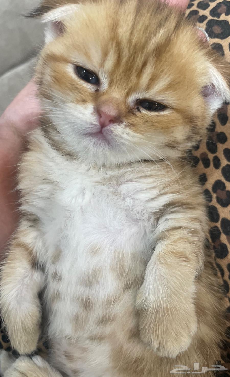 كيتن سكوتش للبيع63678205526530112