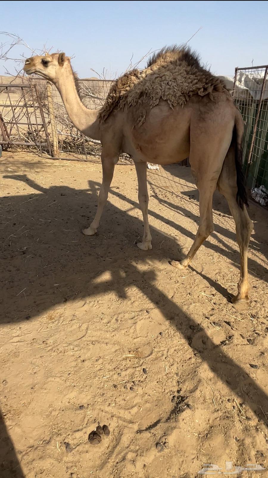بكره للبيع قصب63699007834499110