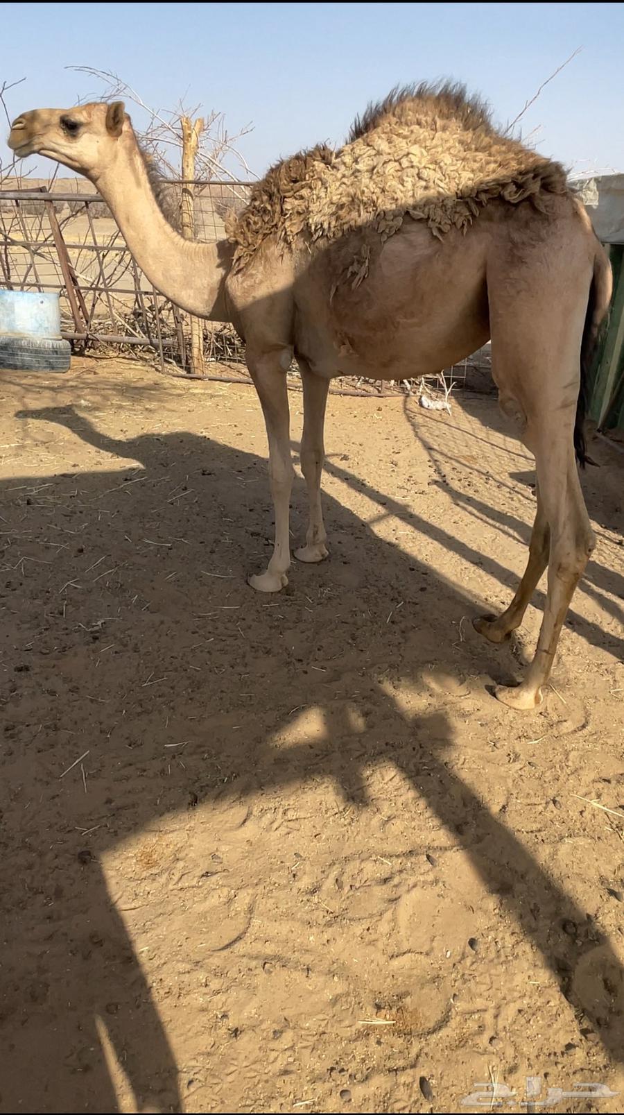 بكره للبيع قصب63699007834499112