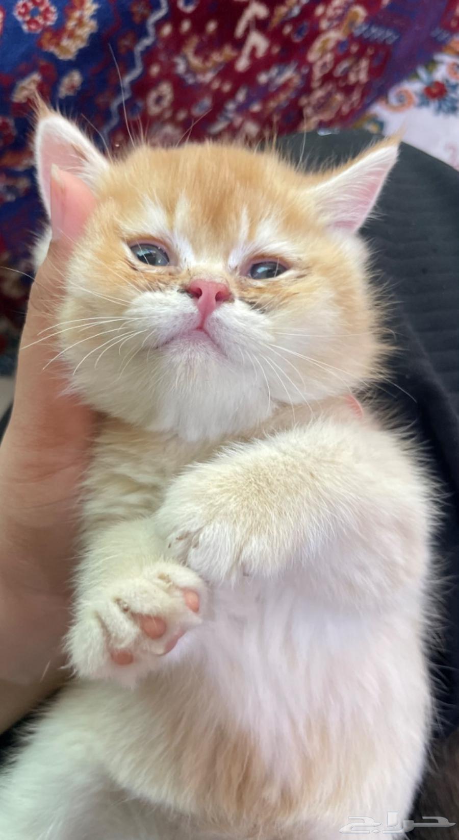 كيتن سكوتش للبيع63678205526530114