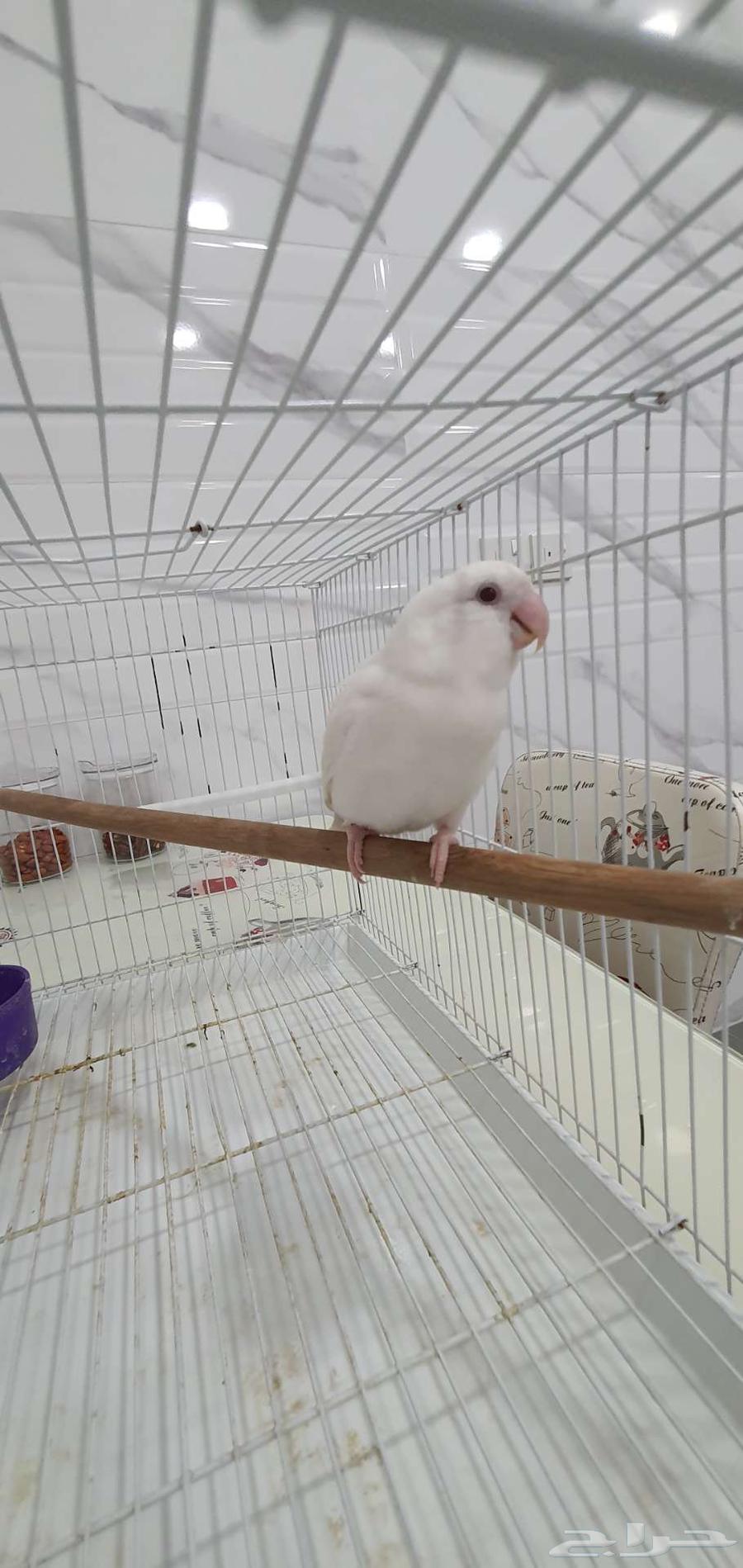 روز أبيض صافي أليف عيون حمراء أنثى جاهز للإنتاج (الأحساء)63677938327553110