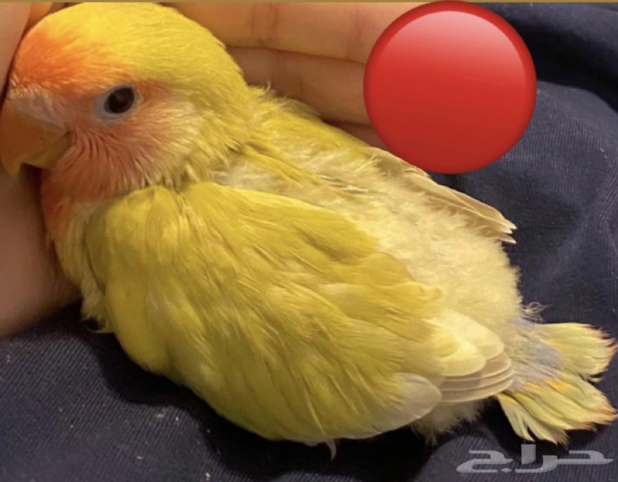 Chicks for Sale Today636190524436501127