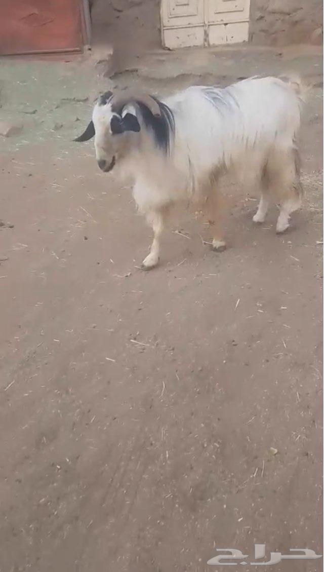Male goat for sale63699413660163110