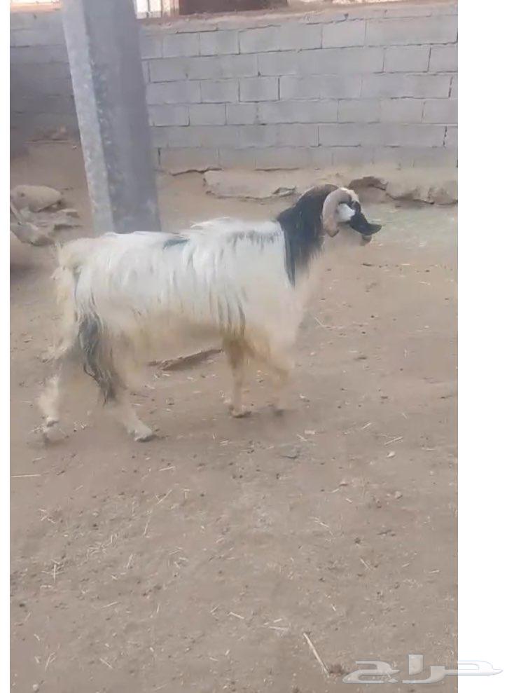 Male goat for sale63699413660163111