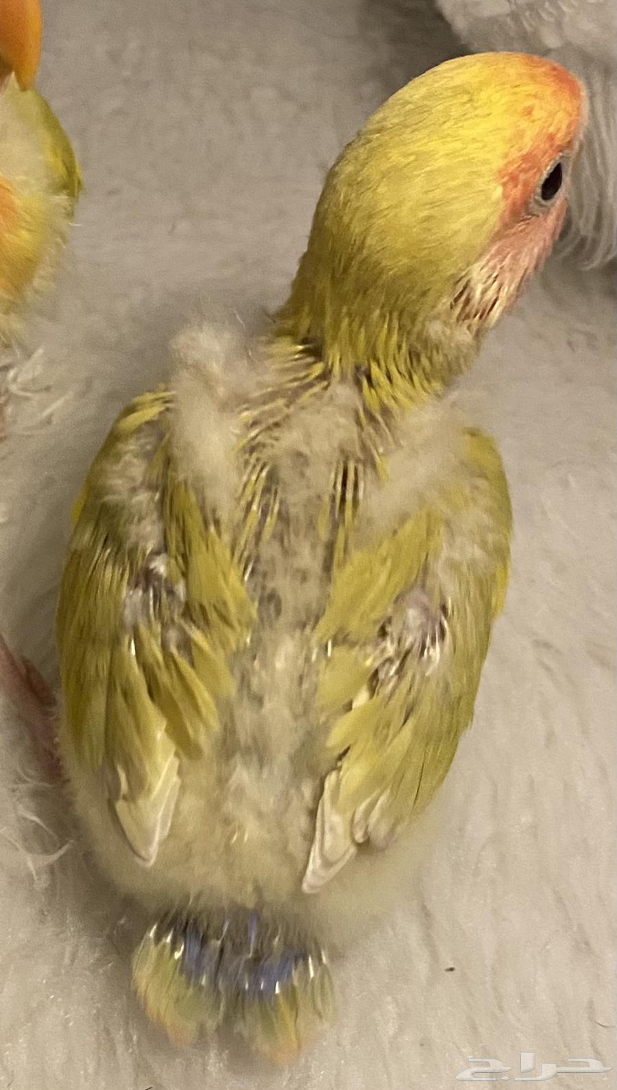 Chicks for Sale Today63619052443650111