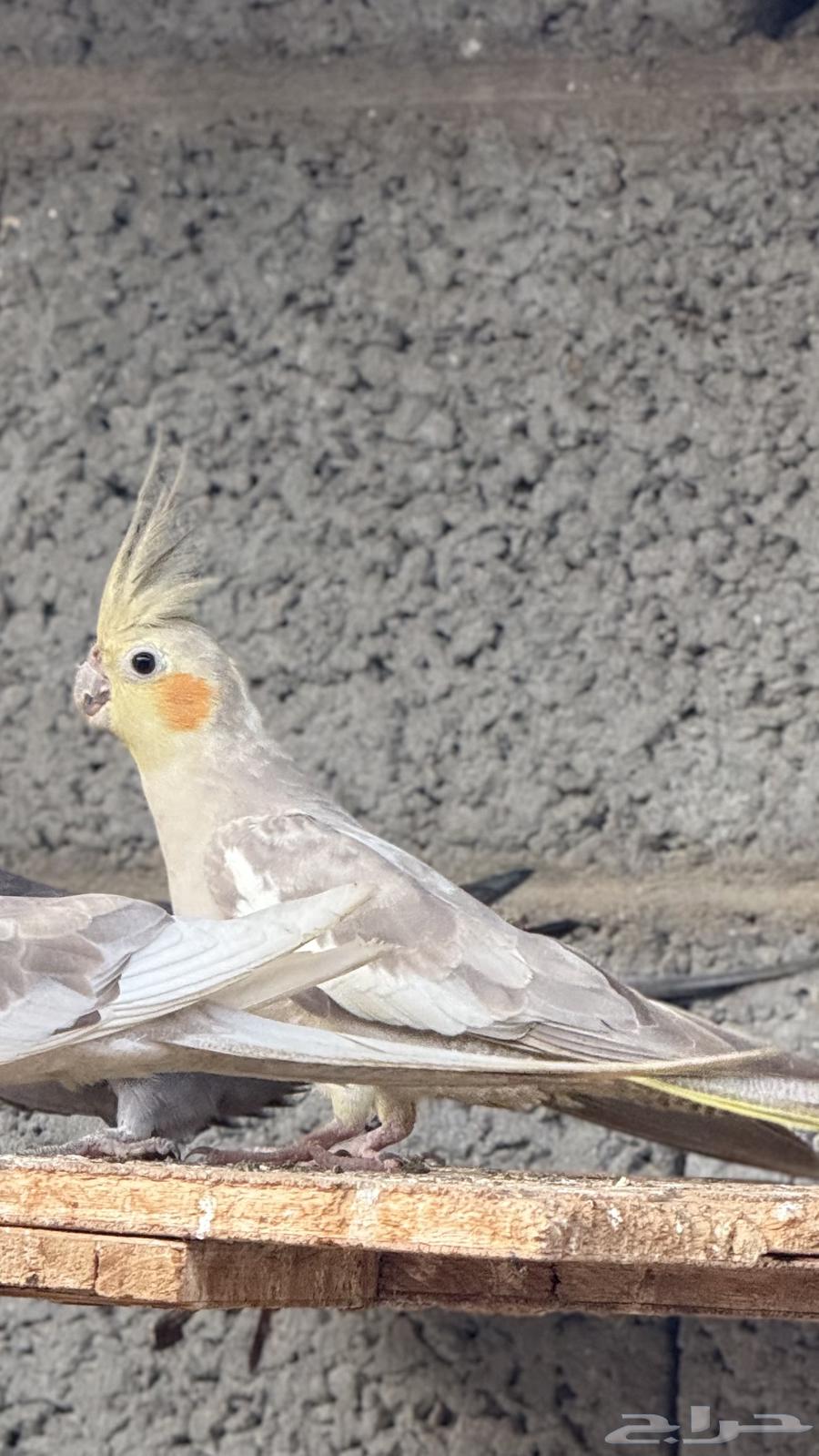 كروانات منتجين63656531581442112