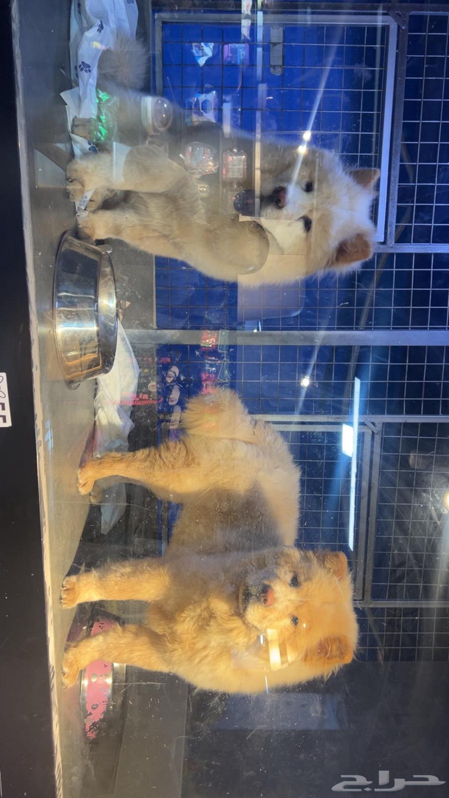 كلب تشاو تشاو Chow Chow بيور63699525217795110