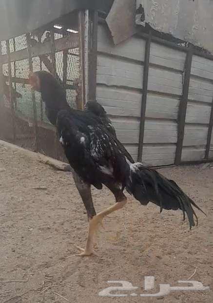 ديك شامو يباني فاخؤ63699634024322112