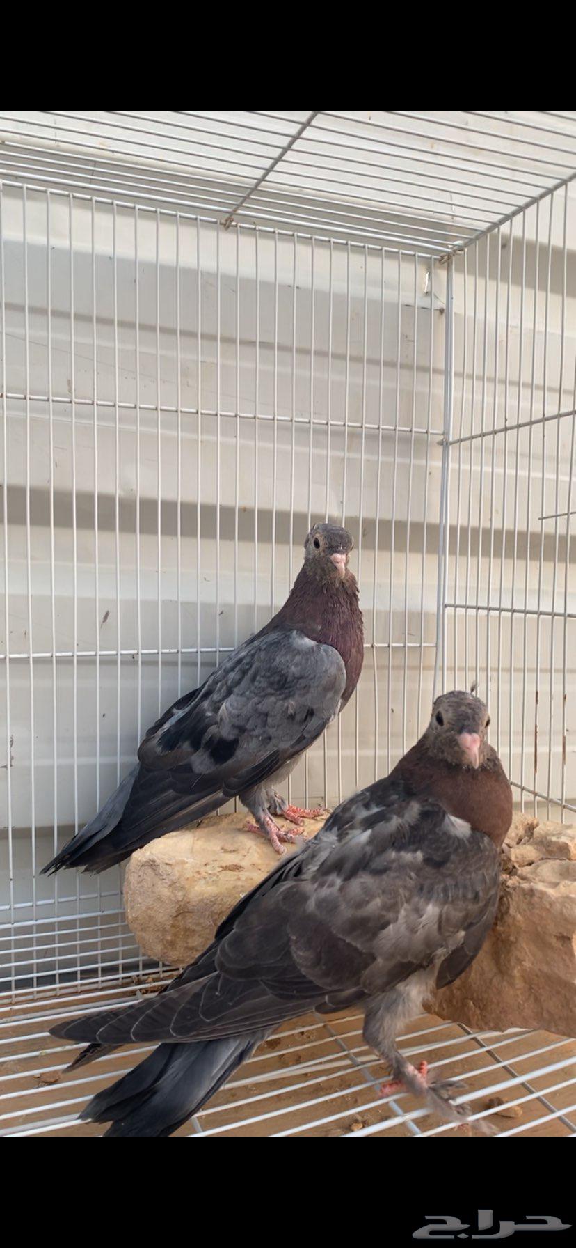 طبتين صنعاوي. جرم صغير الخرج63703592801795114