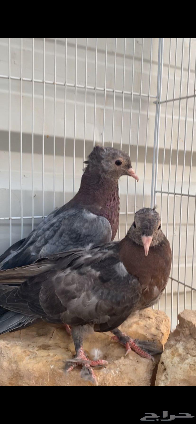 طبتين صنعاوي. جرم صغير الخرج63703592801795113