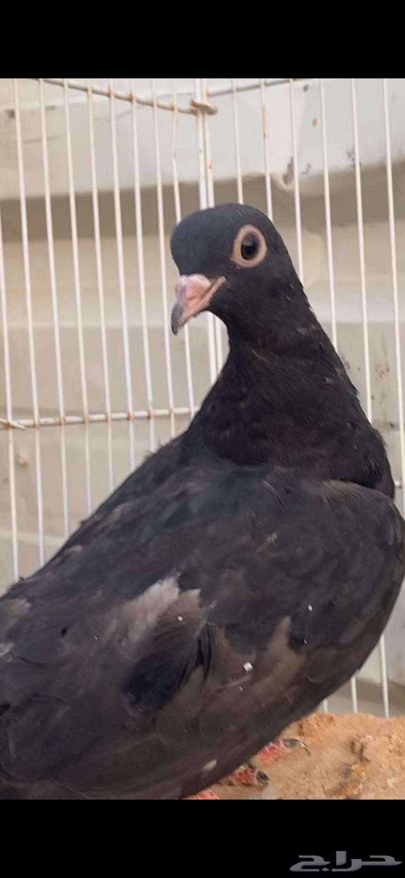 طبتين صنعاوي. جرم صغير الخرج63703592801795110