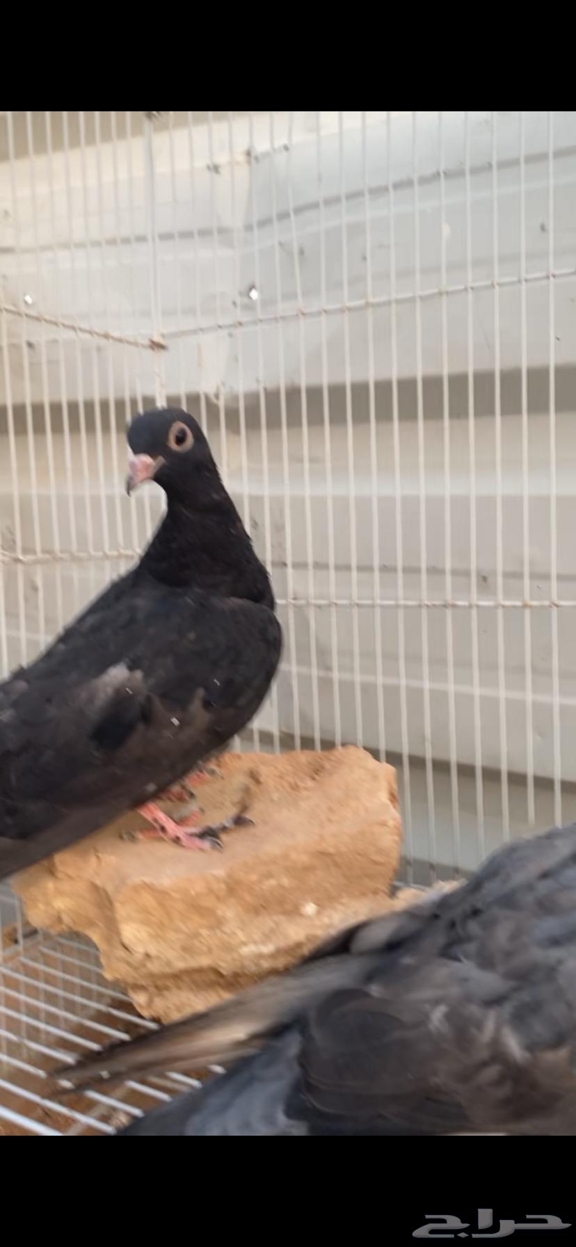 طبتين صنعاوي. جرم صغير الخرج63703592801795111