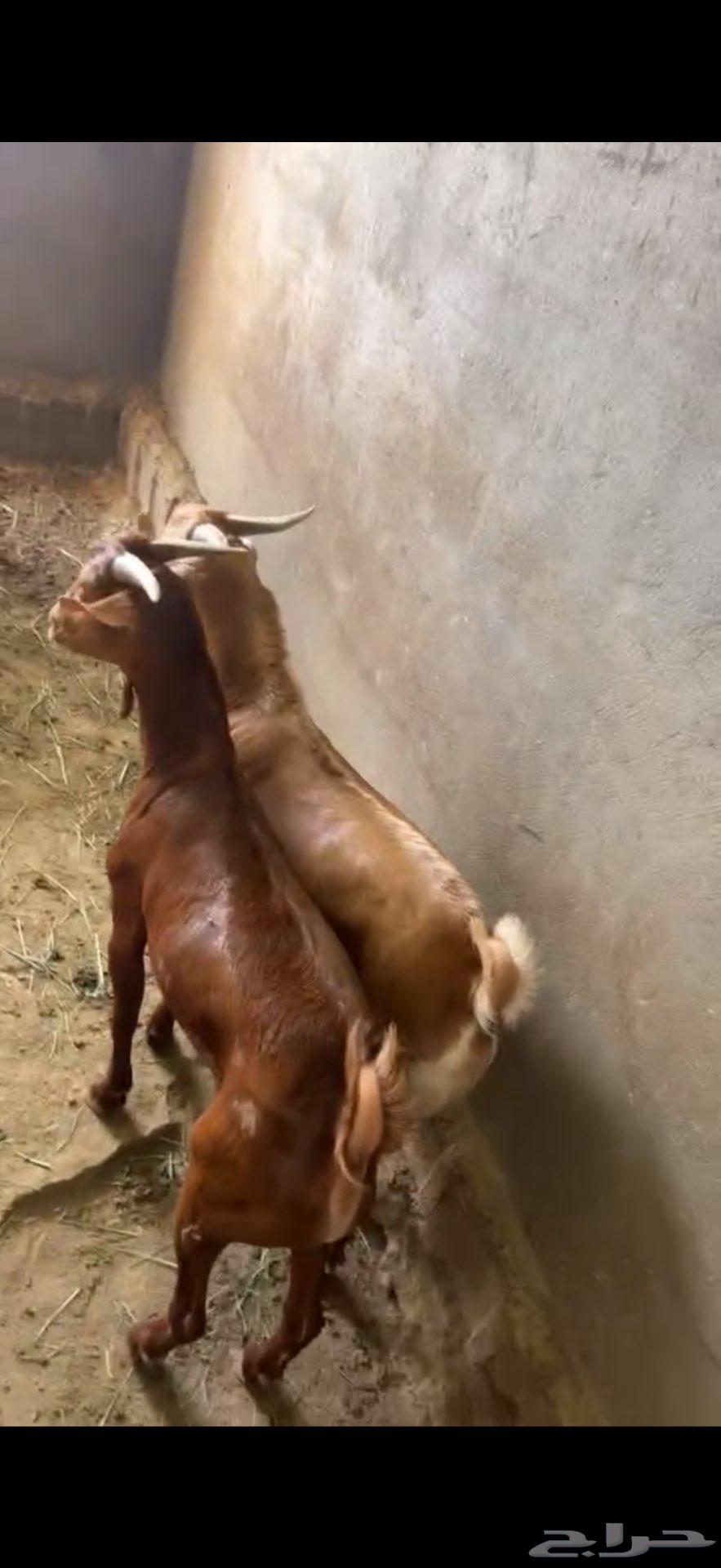 Goats for sale, age from 4 months to 5 months63700838153731110