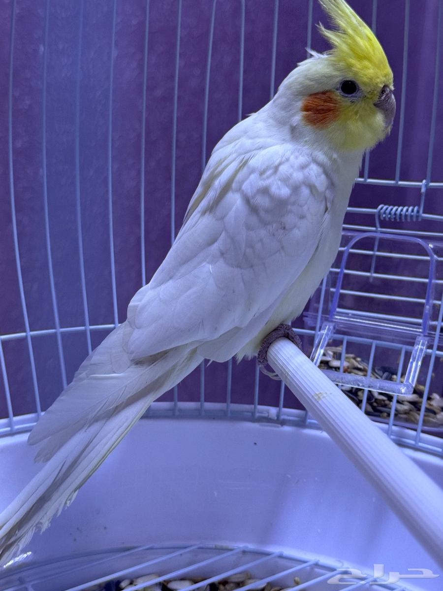 ببغاء كروان 250 ريال63701790791939111