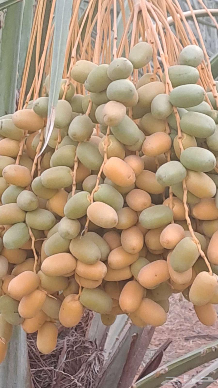 تمور للبيع صقعي فاخر وشيشي أخضر وخلاص ومجدول وهلالي63704122998403114