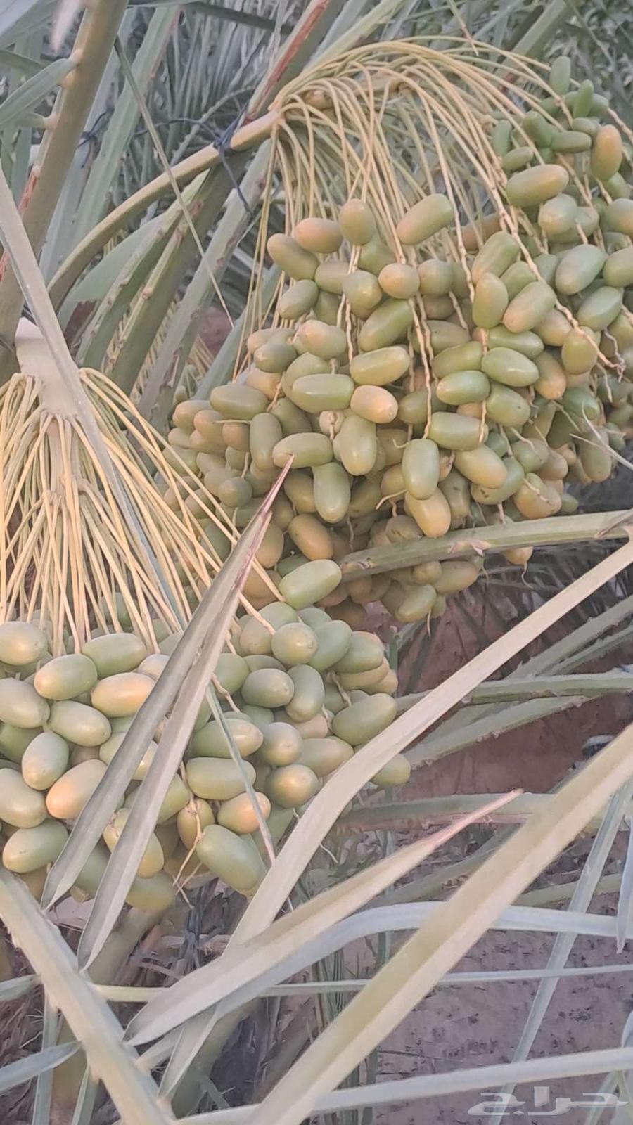 تمور للبيع صقعي فاخر وشيشي أخضر وخلاص ومجدول وهلالي63704122998403110