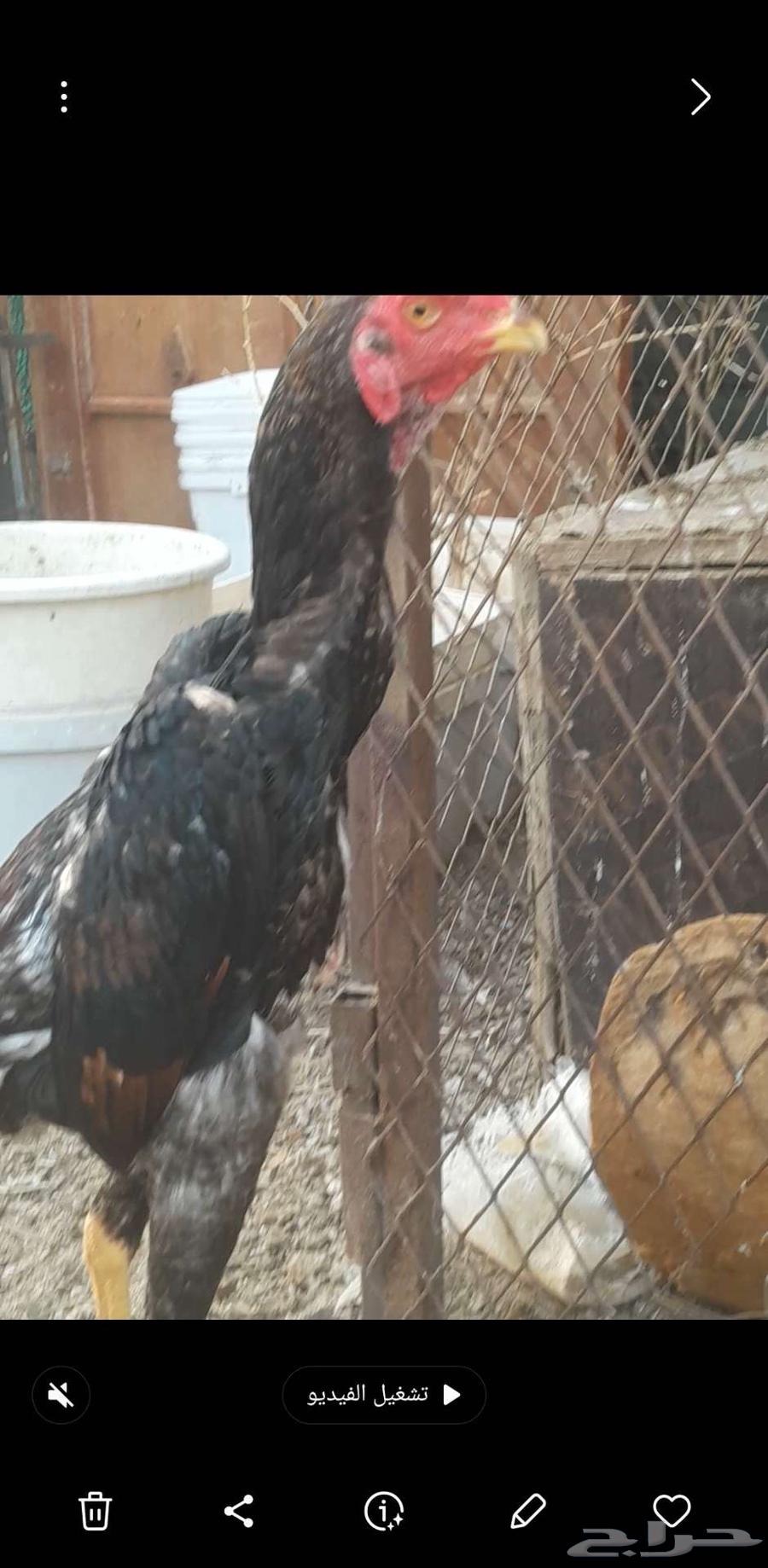 ديك شامو يباني فاخؤ63699634024322110
