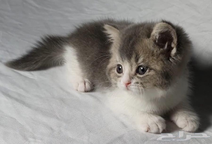 Scotch for sale offers63740090256771110