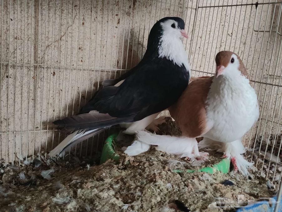 حمام زينه سوداني شيرازي هلمنت كلرهد بالاحساء63705184281219110