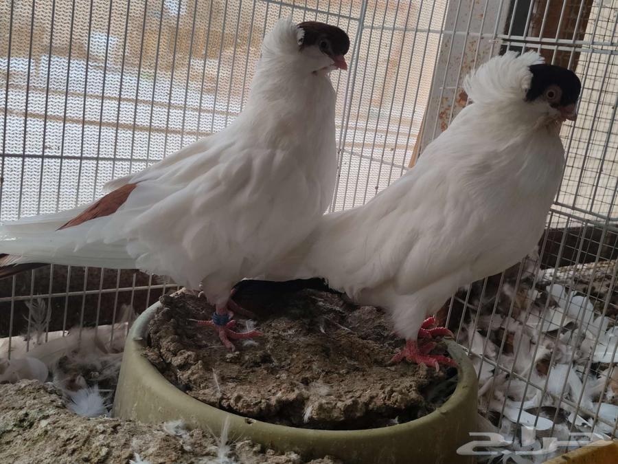 حمام زينه سوداني شيرازي هلمنت كلرهد بالاحساء63705184281219112