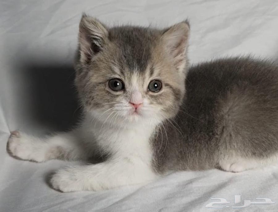 Scotch for sale offers63740090256771111