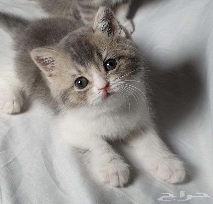 Scotch for sale offers63740090256771114