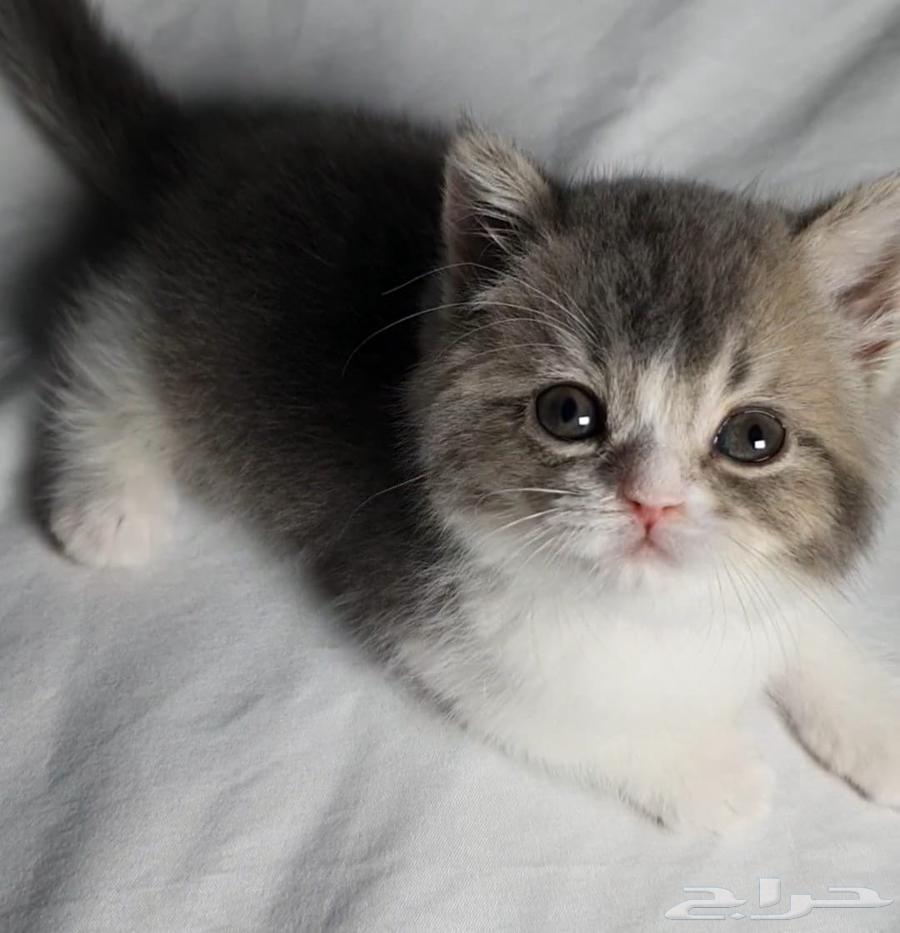 Scotch for sale offers63740090256771112