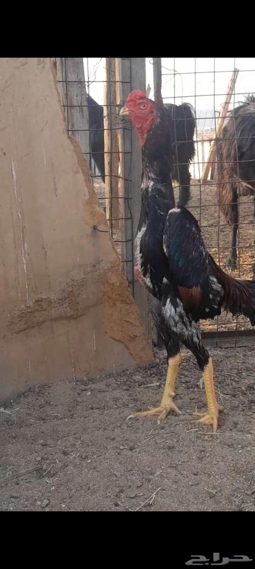 شامو يباني توب63712757113345111