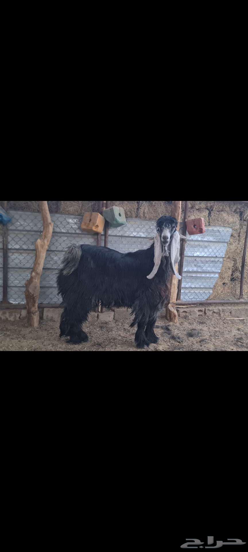 ( تم البيع ) فحل عارضي طيب منتج63714335046402111