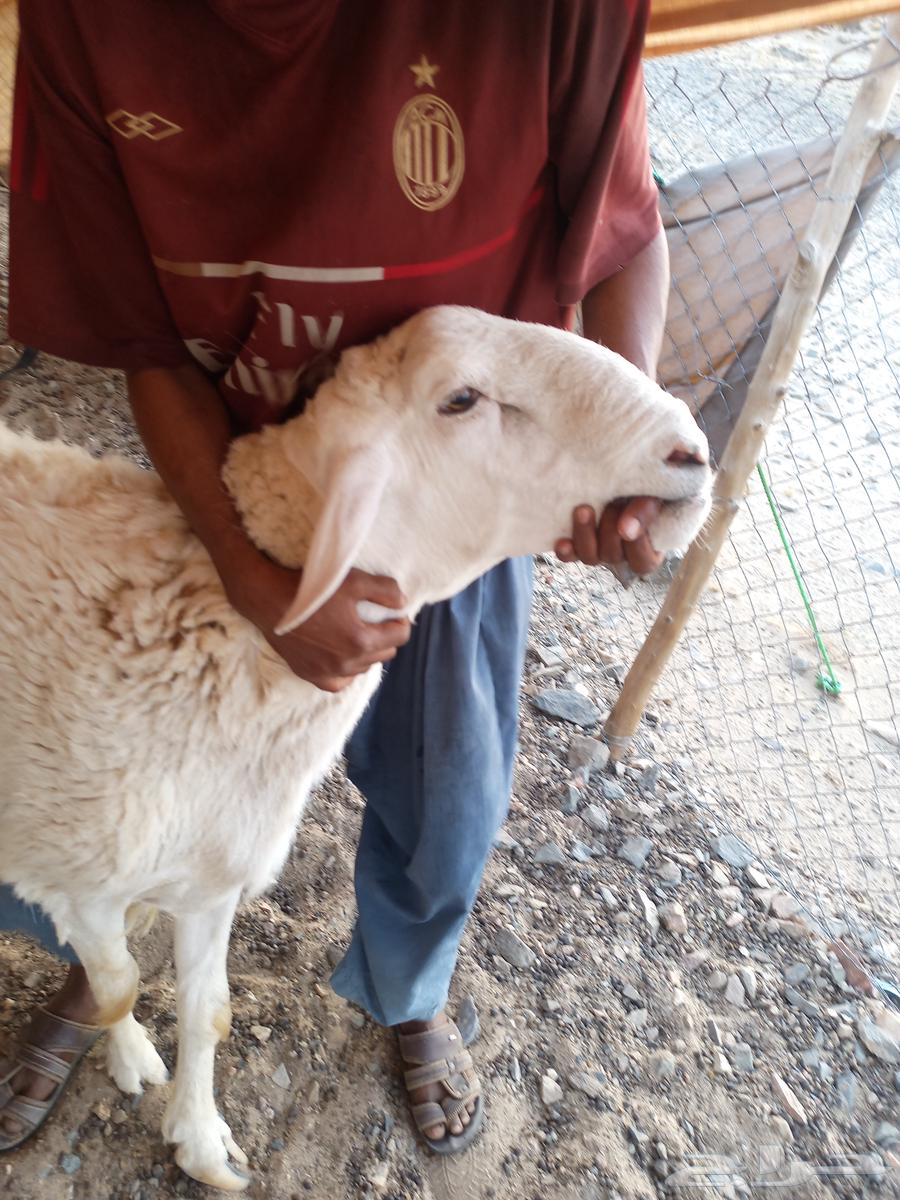 طلي حري63655416076291110