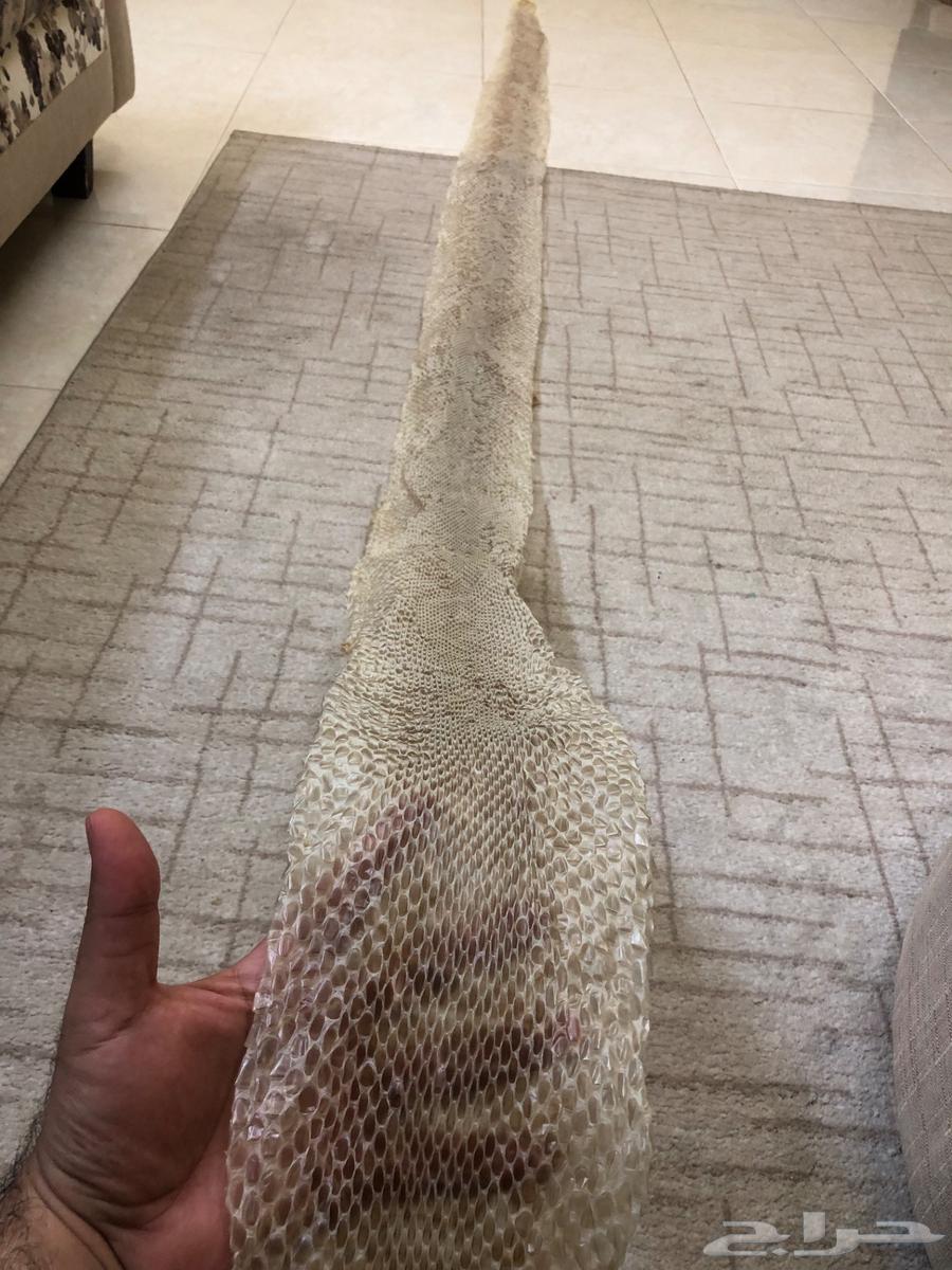 Huge python skin jacket63717334918403110