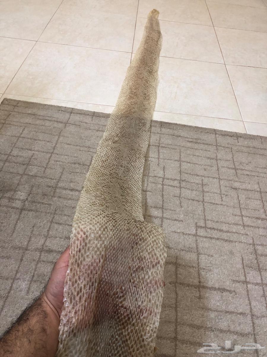 Huge python skin jacket63717334918403112