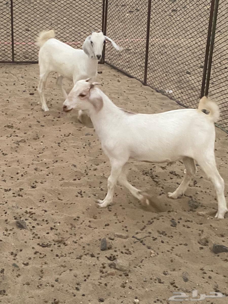 Goats for sale, slaughter, Mecca, Khawajat Road63717720577026111