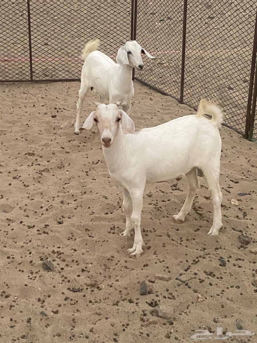 Goats for sale, slaughter, Mecca, Khawajat Road63717720577026113