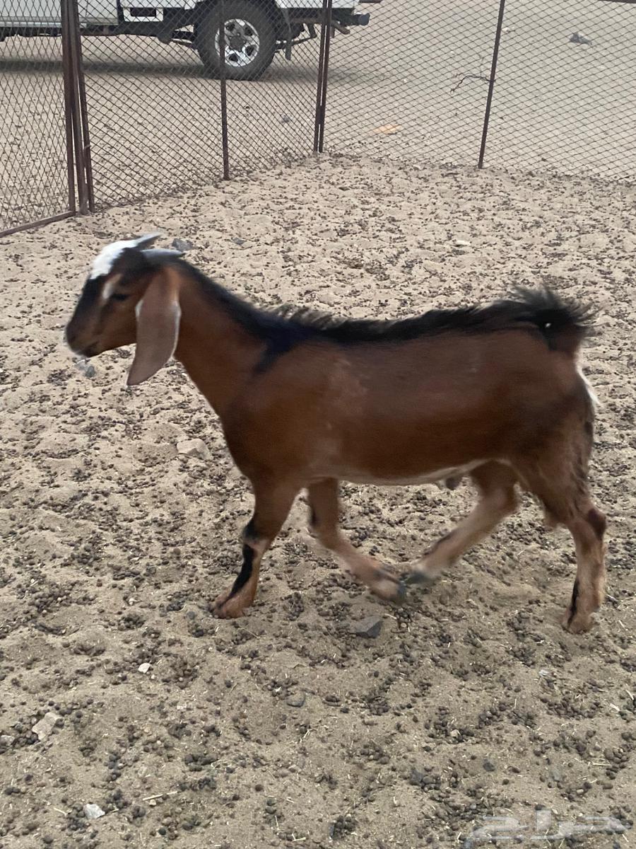 Goats for sale, slaughter, Mecca, Khawajat Road63717720577026114