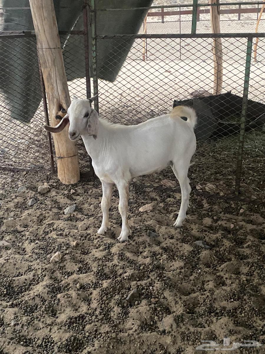 Goats for sale, slaughter, Mecca, Khawajat Road63717720577026110