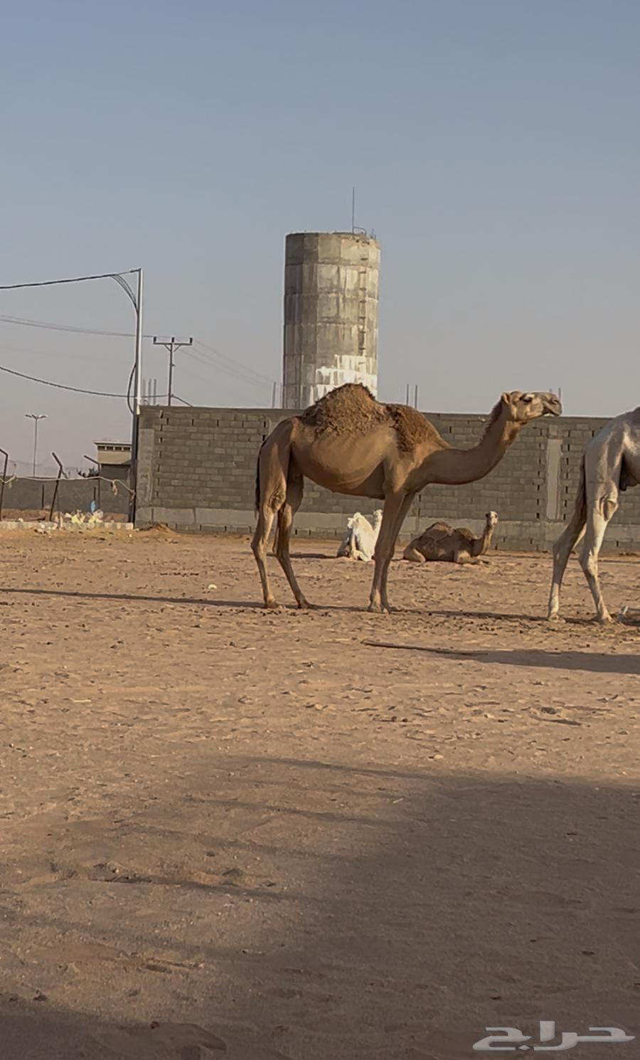 A red she-camel, its mark63716107156099110