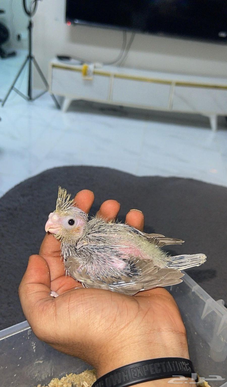 كروان للبيع63708665417985112