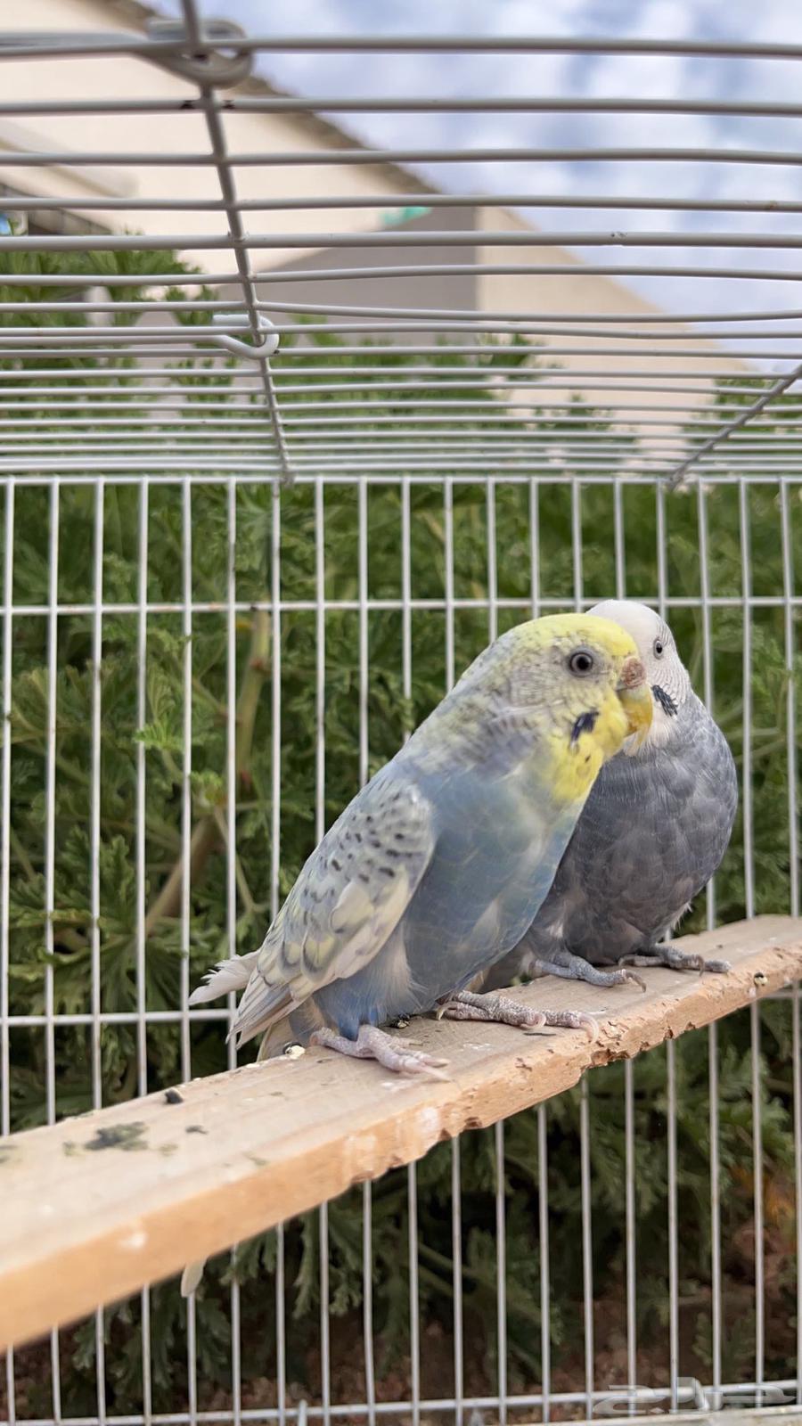 زوج بادجي (تم البيع)63708665385602113