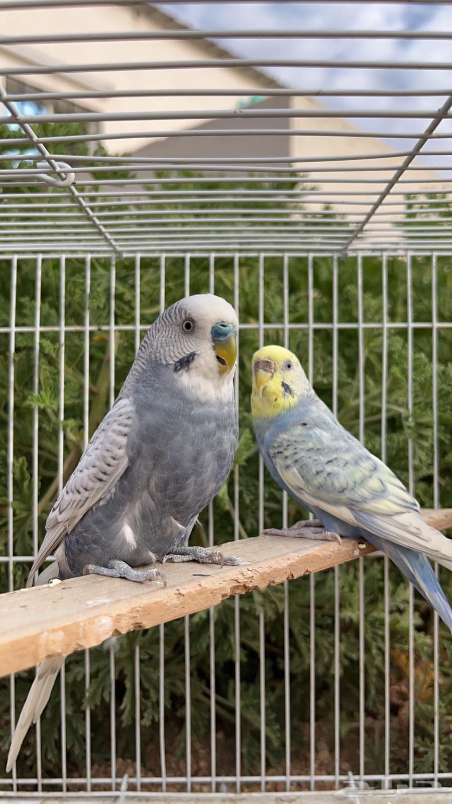 زوج بادجي (تم البيع)63708665385602111