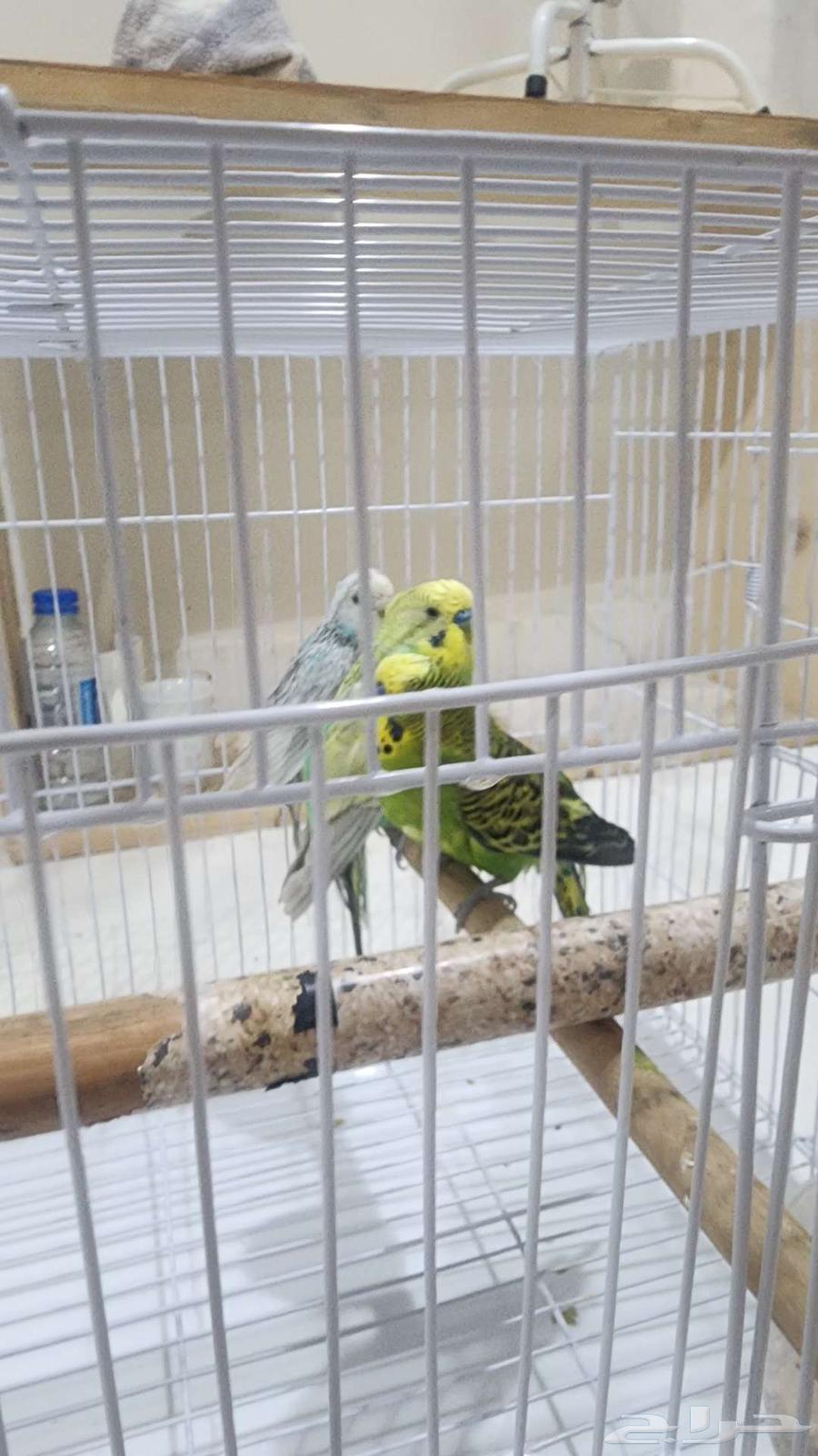 طيور بادجي ( طيور الحب )63708932028033112