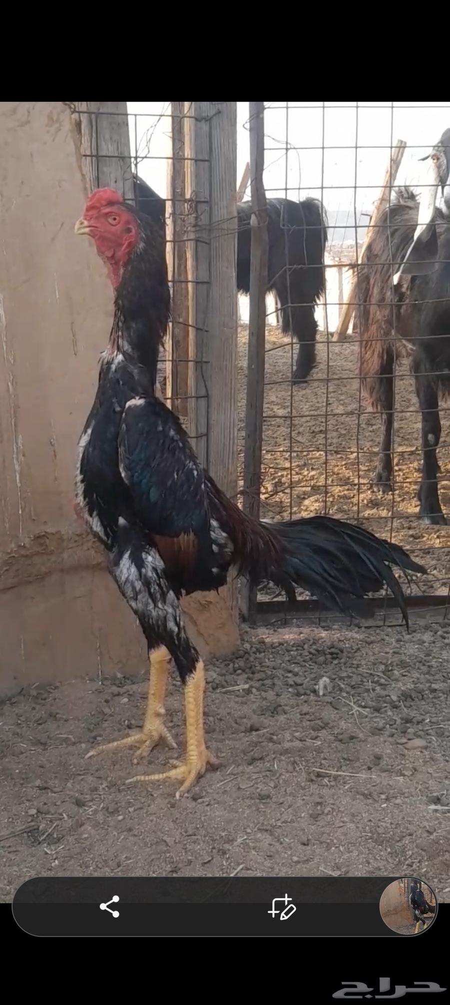 شامو يباني توب63712757113345110