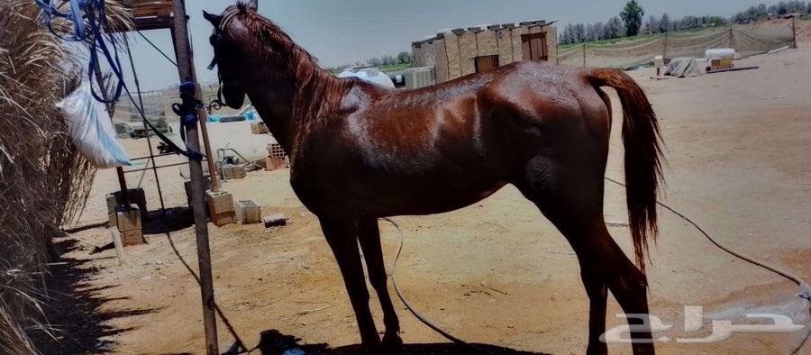 حصان شعبي بدون اوراق للبيع63717631110531110