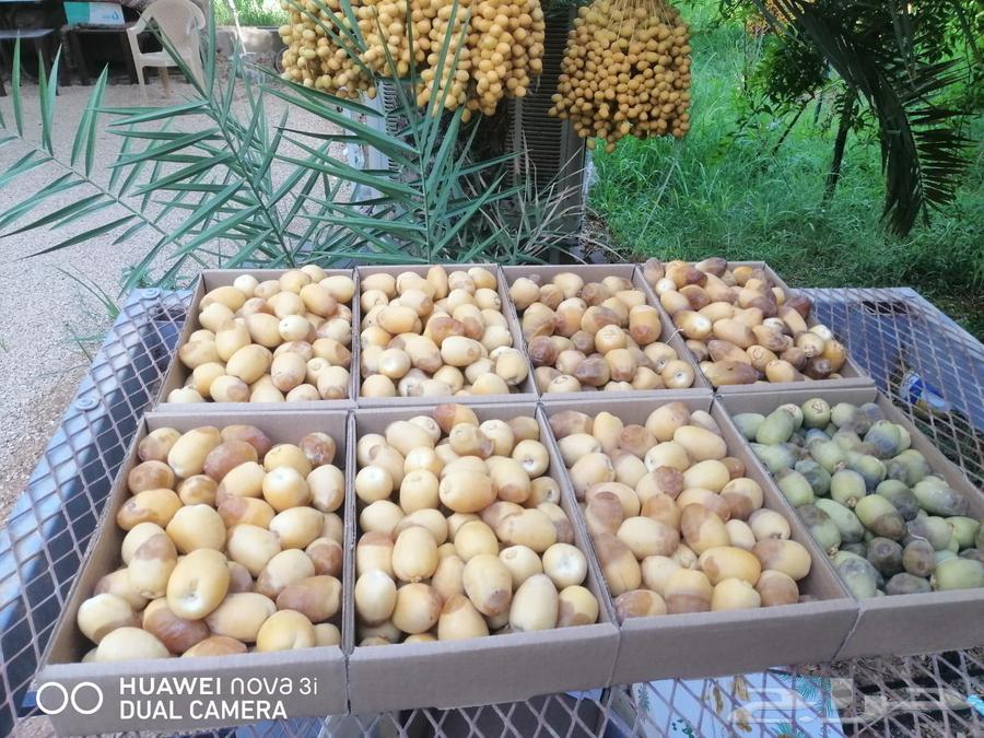 New Daily Date Production63798870451969111