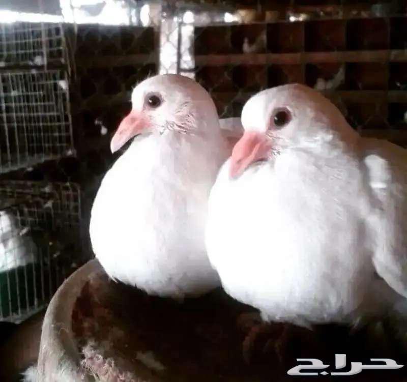 زغاليل فرنسي فل شحم ولحم يوجد عروض جباره63723445470595110