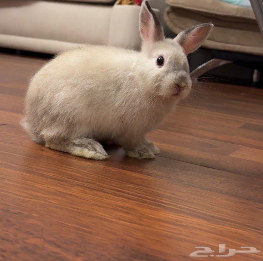 Netherlands Dwarf Rabbit63719858934402111