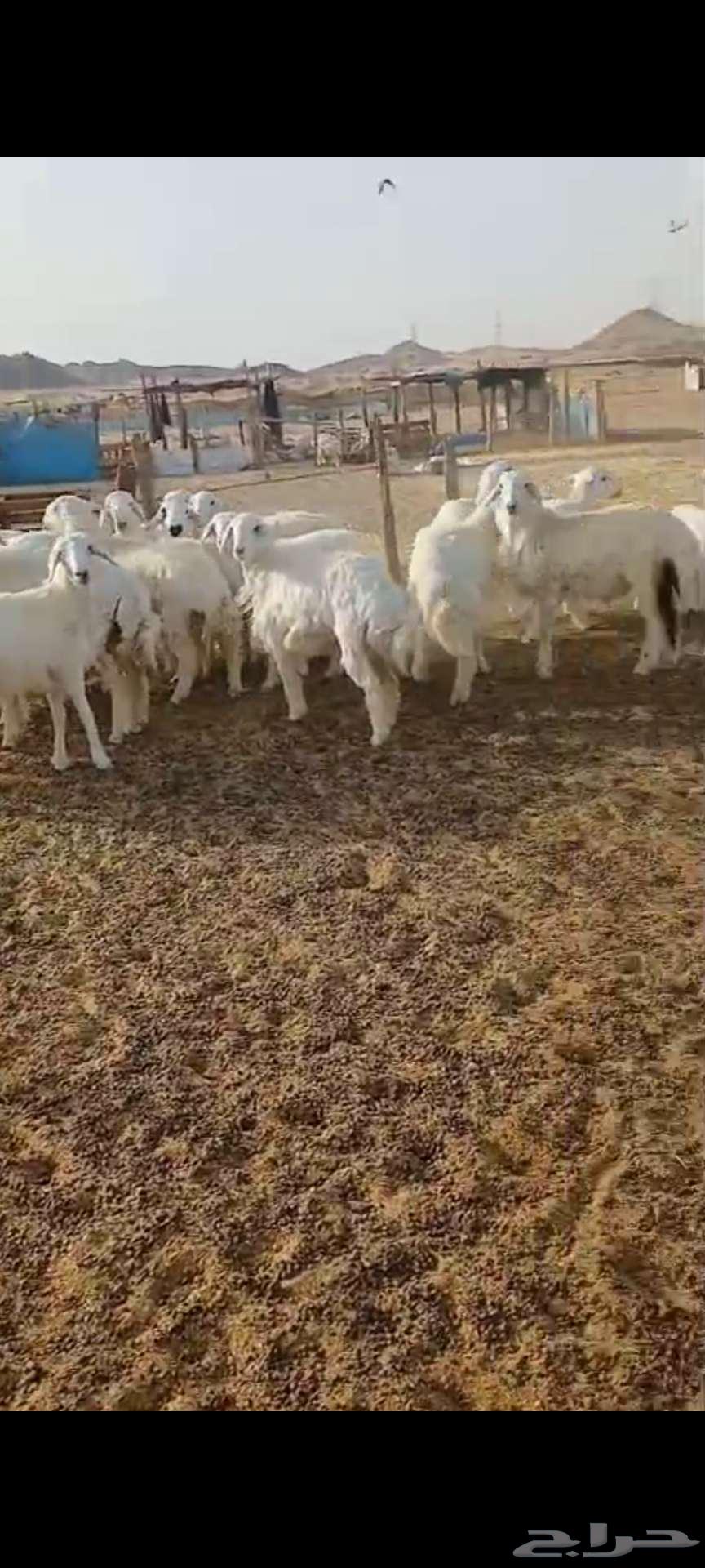 Lamb with Fat, Moroccan Style, Suitable for Events, Refrigerated63719405028609113