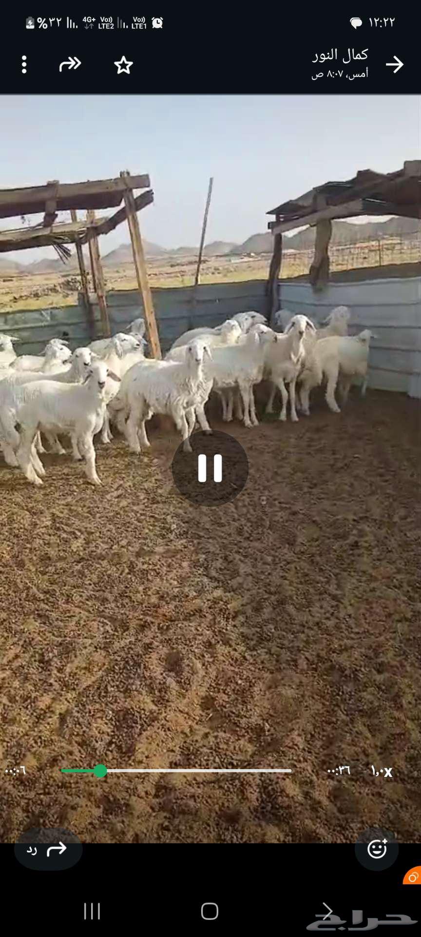 Lamb with Fat, Moroccan Style, Suitable for Events, Refrigerated63719405028609112